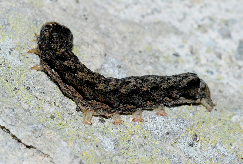 18 Bruco da det. - Noctua comes